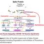 effets-secondaires-injections-covid-curcumine-bromelaine.jpg