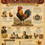 1515-france-coq.jpg